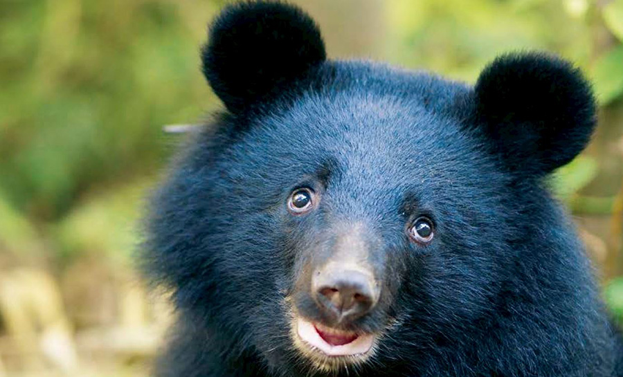 новый практический курс китайского языка урок 23 阅读和复述 :Прочитайте и перескажите 大黑熊跟你说什么了？